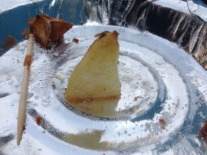 Pube Potato